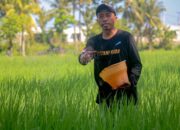 Stok Pupuk Subsidi di Lombok Tersedia, Petani Kini Tebus Cukup Bawa KTP.