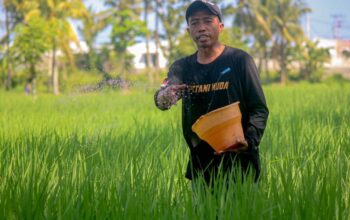 Stok Pupuk Subsidi di Lombok Tersedia, Petani Kini Tebus Cukup Bawa KTP.